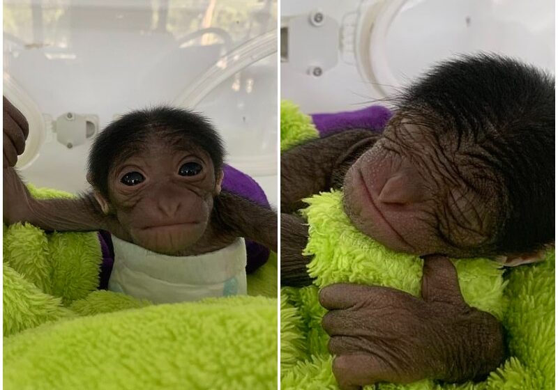  Adorable baby gibbon snuggles up to his blanket after being born by C-section at a Chinese zoo