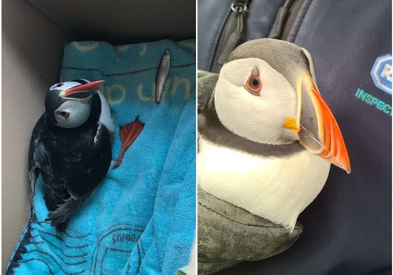 Lost Little Puffin Shows Up Miles Away From Any Ocean