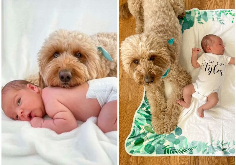  Dog Absolutely Insists That Newborn Shoot Can’t Happen Without Him