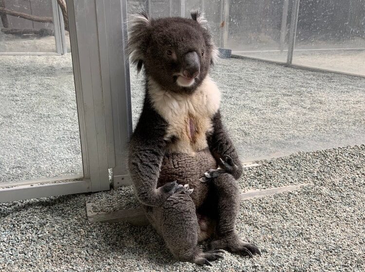  Koala at Zoo Looks Like He’s Completely Zoned Out and Lost in His Thoughts