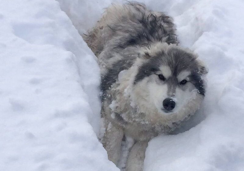  Helpless Dog Trapped In Snow Froze