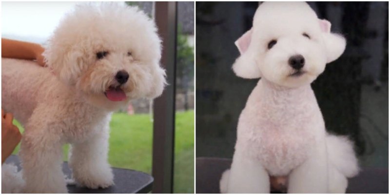  Amazing Transformation of the Dog After Haircut