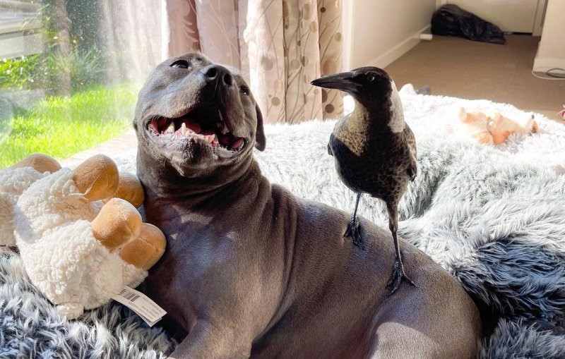  Wild Magpie Thinks a Staffordshire Terrier Dog Is Her Mom