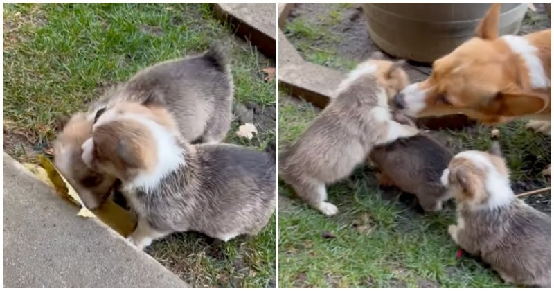  Mama Dog Expertly Prevented a Conflict Between Pups