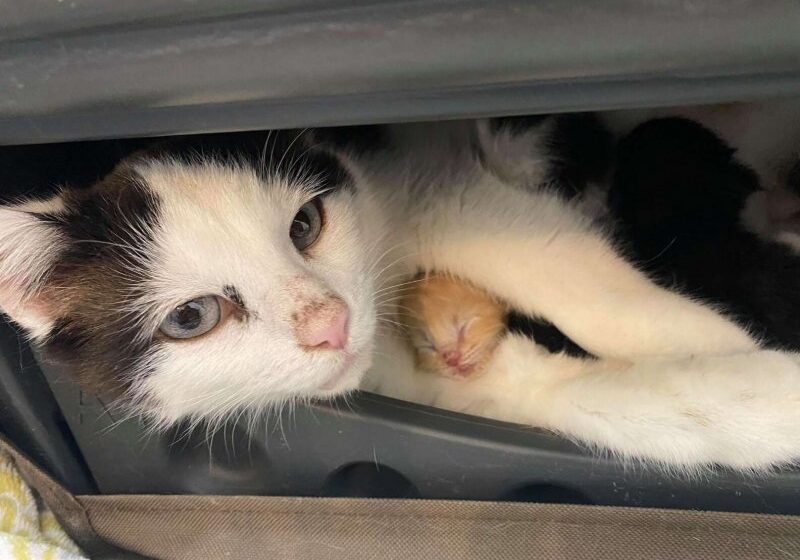  Foster Cat Gives Birth In The Sneakiest Place Possible