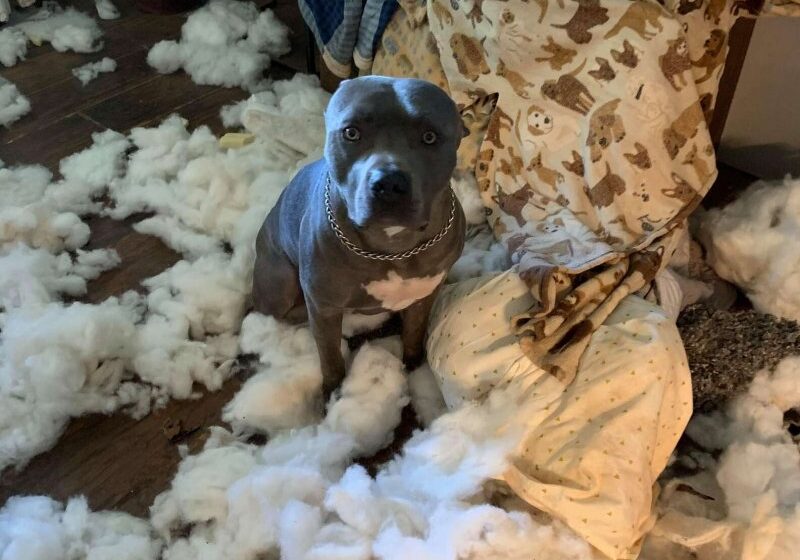  Woman Comes Home To Find Her Living Room Covered In Fluff