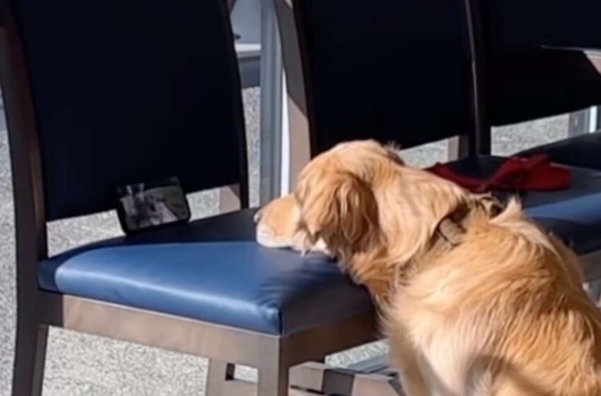 Dog Finds Best Way To Entertain Herself While Waiting At The Vet