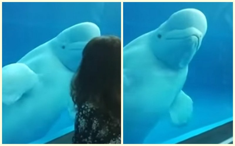  Playful Beluga Whale Hilariously Teases Zoo Visitors In Taiwan