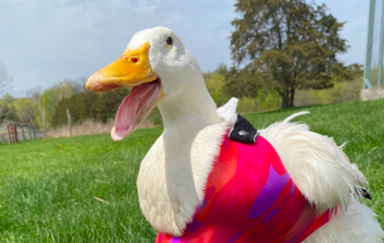 Special Duck Re-learns How To Walk With The Help Of a Special Wheelchair