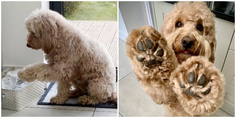  Very Polite Cockapoo Dog Won’t Enter Home Until His Paws Are Wiped