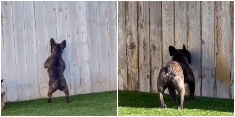  Cheeky Dog Loves To Spy On His Neighbours