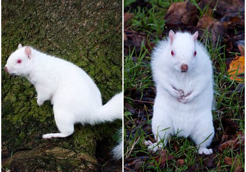  Man Spotted an Albino Squirrel Near his Home