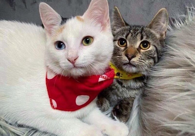  Shy Kitten Finds Confidence in Another Cat After Being Rescued from Outdoor Life