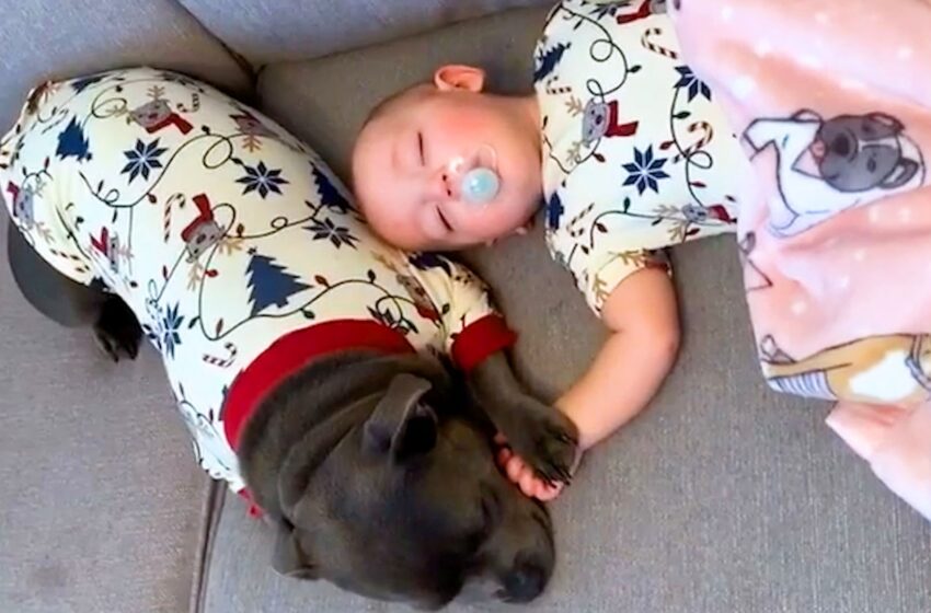  Gentle Pittie Is The Best Nanny For Baby Brother