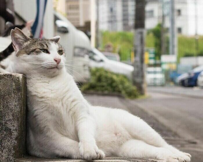  Cute and Funny Photos of Stray Cats From the Streets of Tokyo