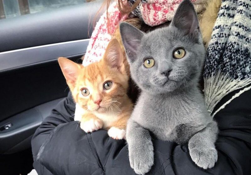  Kittens Left on Doorstep by Cat, Got Help Just in Time and Had Their Lives Turned Around