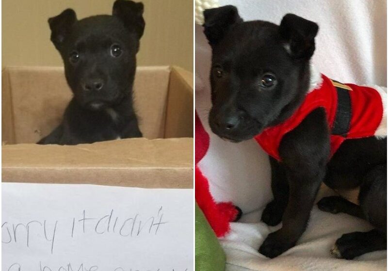 Boy Left a Puppy With a Sad Note At The School Door