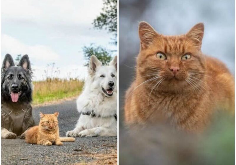  Gentle Dogs Help Raise Rescue Kitten Who Now Thinks He’s One of the Pack