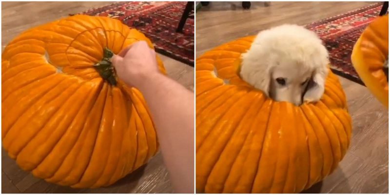  Adorable Puppy Hides In Pumpkin