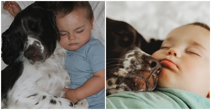  The Boy and His Best Friend-Dog, Have Been Inseparable Since his First Days of Life