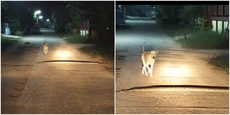  Stray Dog Accidentally Steps On Huge Python