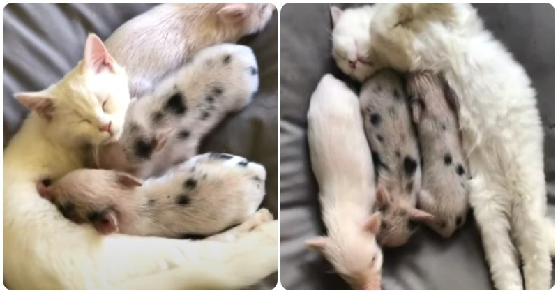  Rescue Piglets Try And Nurse From Rescue Cat
