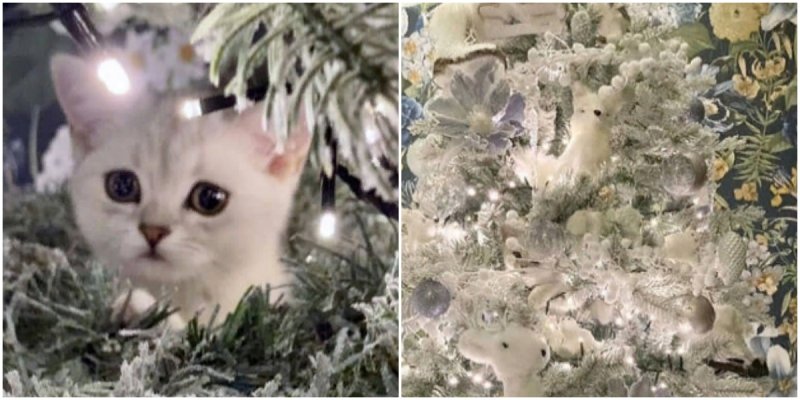  Try to Find a Kitten On a Christmas Tree