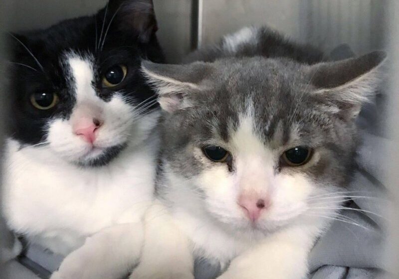  Kitten Brothers Found Wandering the Streets, Help Each Other Thrive and Hope for Home Together