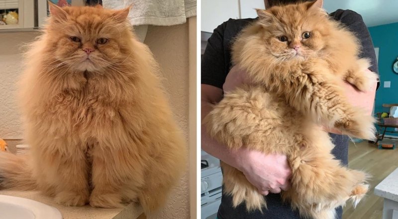  Fat Persian Cat From a Shelter Has Become a Social Media Star