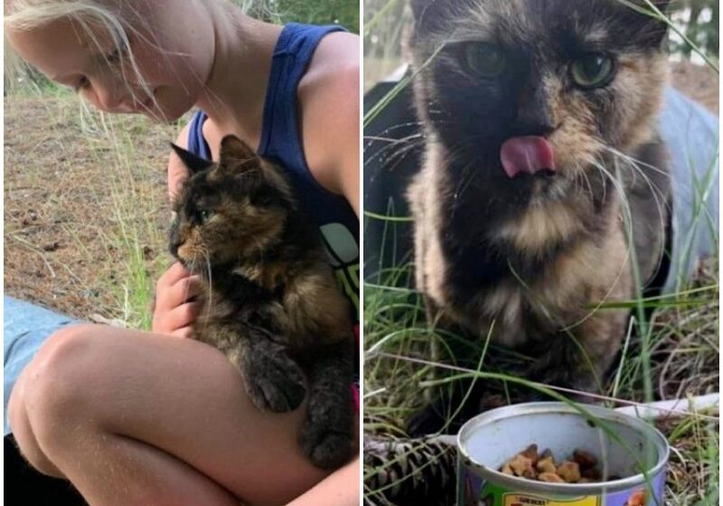  Stray Cat Walked Up to Family from Drain Pipe So Her Kittens Could Have Chance to Thrive