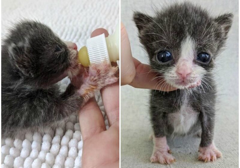  Kitten Half the Size He Should Be, is Determined to Live Full Life After Being Found without Mom