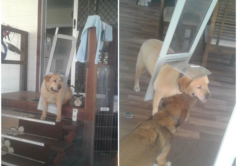  Chonky Dog Realizes It’s Time To Go On A Diet When He Breaks The Doggy Door
