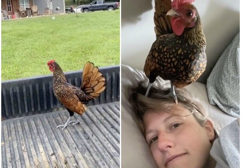  Wild Rooster Walks Into Couple’s House And Decides To Stay