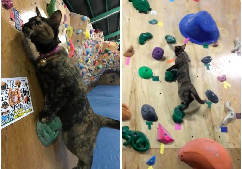  Cat Who Works At Rock Climbing Gym Decides To Give It A Try
