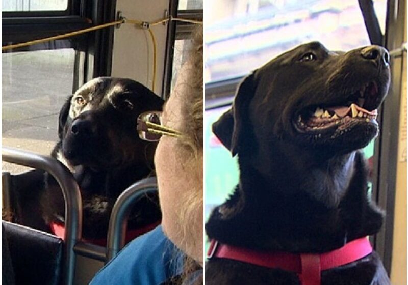  Every Day This Good Girl Rides The Bus All By Herself To Go To The Park