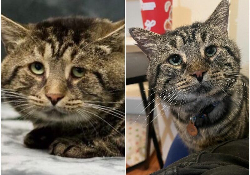  After Going Viral On Twitter, Fishtopher Has Recently Been Adopted And Is Off To Live A Happy Life
