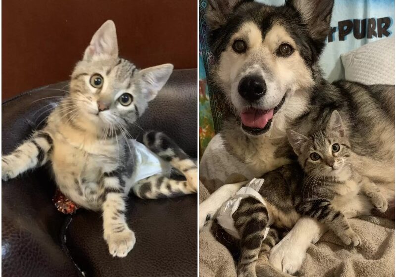  Survivor Cat Meets New Dog Sister And Instantly Falls In Love