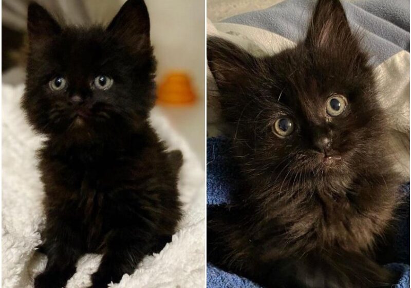  Small Kitten with Big Personality So Thrilled to Find Family of His Dreams After Life as a Stray