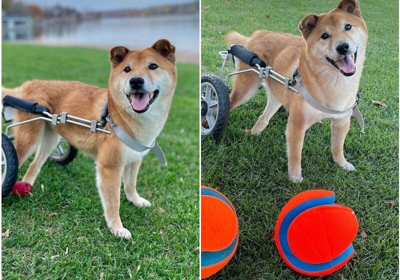  Gordon the Shiba Inu Is Officially the World’s Cutest Rescue Dog of 2022