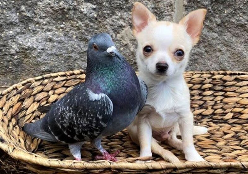  Wounded Pigeon Turns into Surrogate Dad To Tiny Puppies In Want