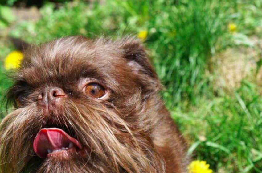 This Dog Has The Longest, Craziest Beard And It’s Perfect