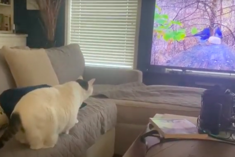  Cat Jumps Into TV After Trying To Catch Bird On Screen