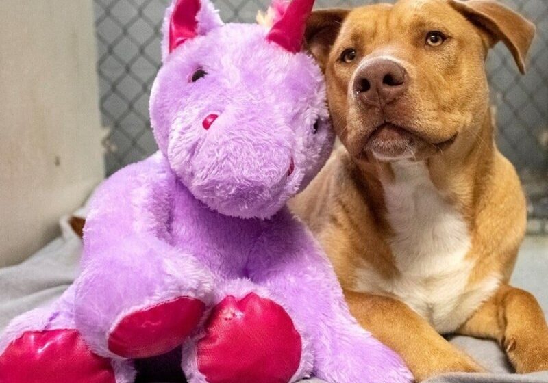  Stray Dog Unsuccessfully Tried to Steal his Favorite Toy from Store Until He was Caught