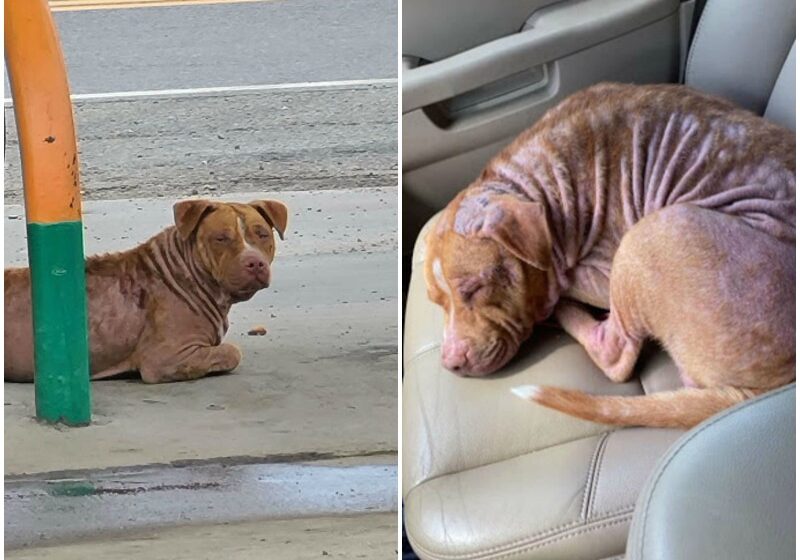  Stray Dog Falls Asleep In The Car The Second He’s Rescued