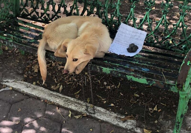  Puppy Left On A Bench With A Note Learns To Trust Again